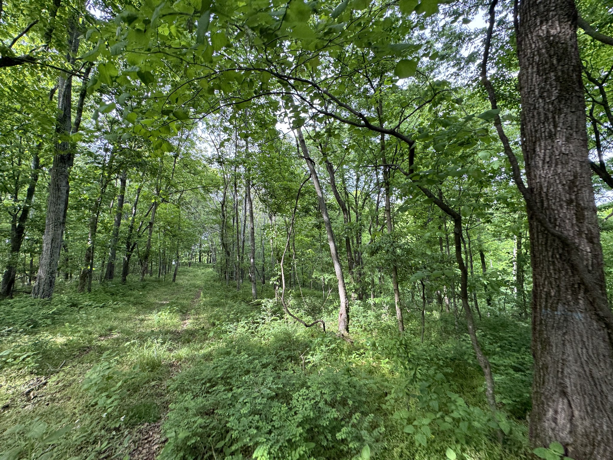 0 Bethel Road Prospect, TN 38477 - Photo 23 of 29 Gallery Image 23