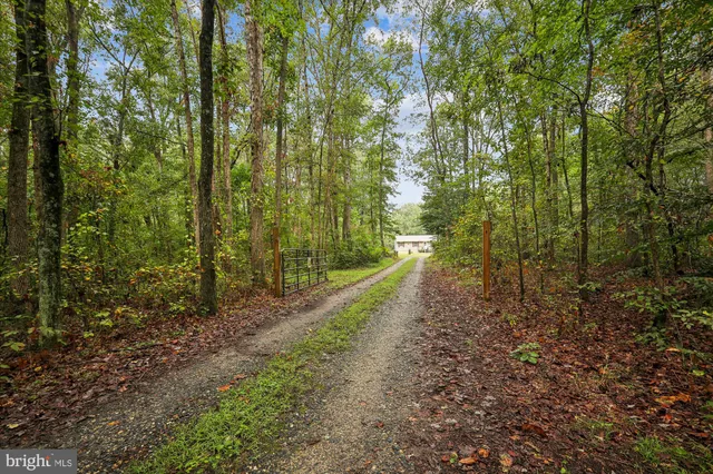 a view of a forest with trees