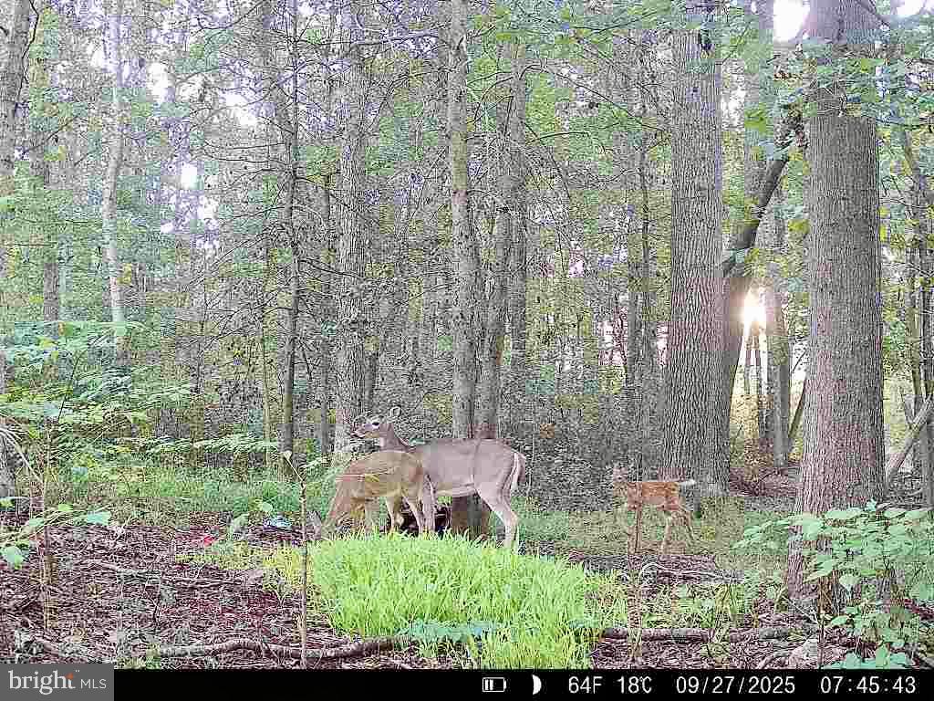 26623 Bee Tree Road Henderson, MD 21640 - Photo 30 of 33 a view of backyard with green space