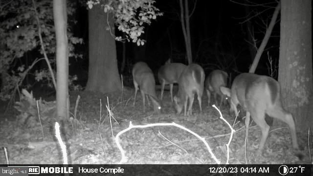 26623 Bee Tree Road Henderson, MD 21640 - Photo 32 of 33 a view of dining room with wooden floor