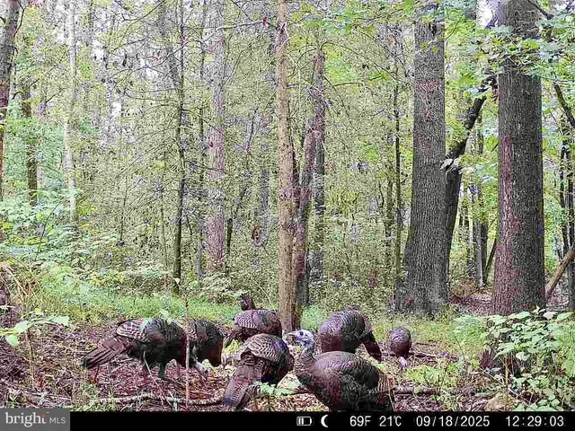 $339,900 | 26623 Bee Tree Road, Henderson, MD 21640