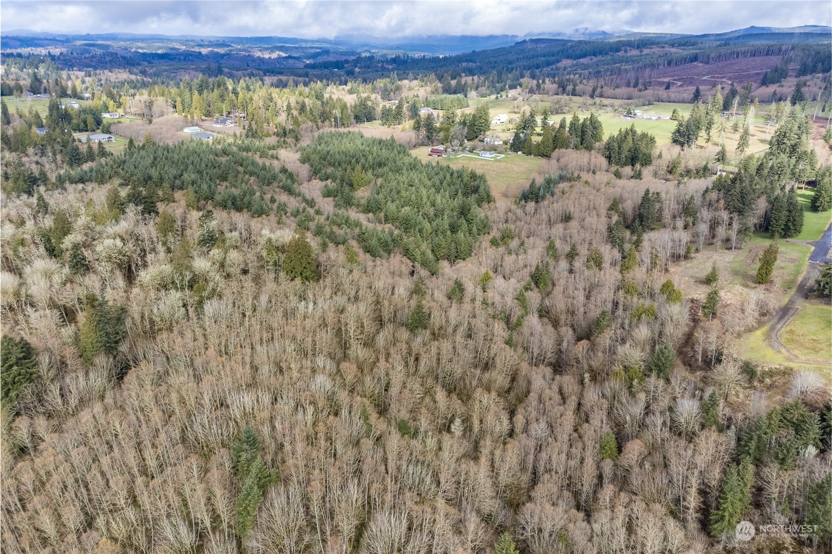 1313 Stella Road Longview, WA 98632 - Photo 10 of 20 a view of a lush green forest with trees