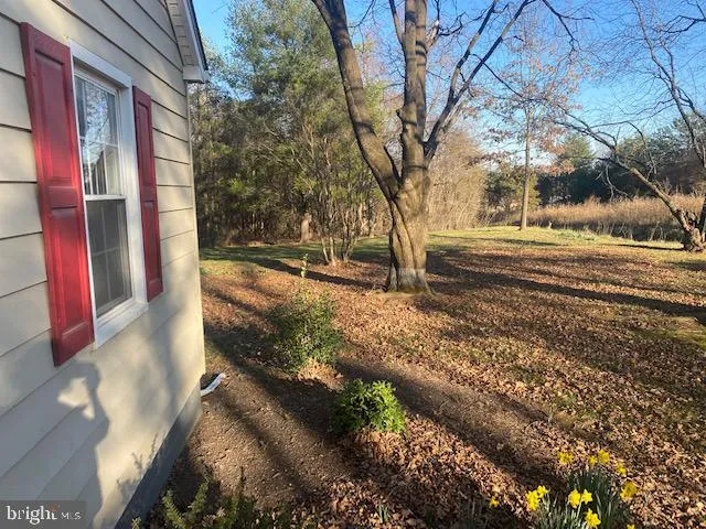 a view of a yard with a large tree