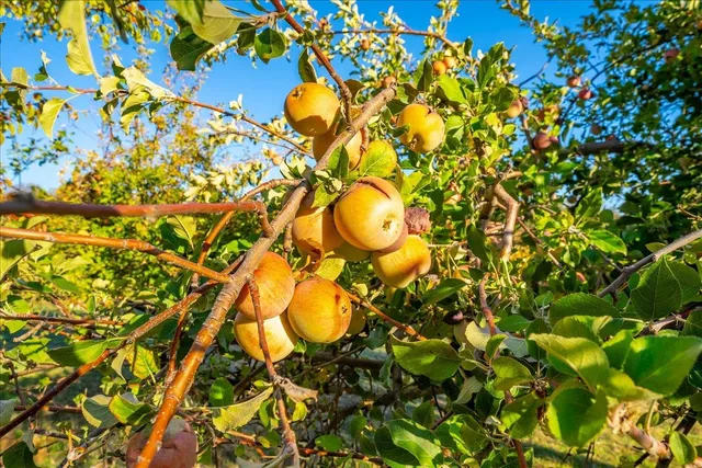 $927,000 | 4960 Creekhaven Road, Auburn, CA 95602