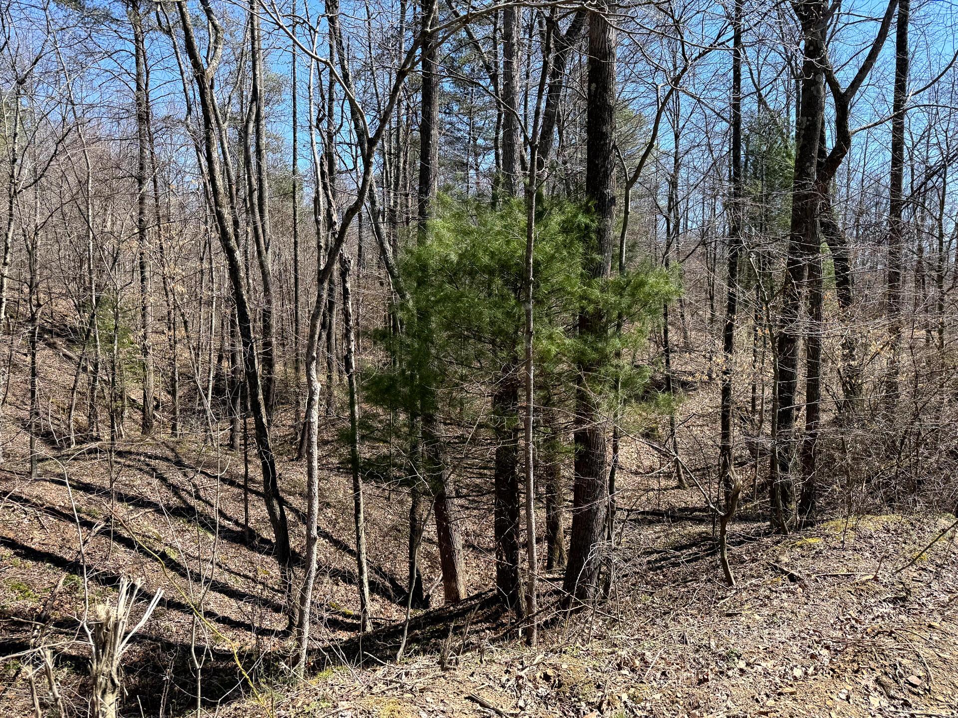 0 Dutch Ridge Road Southeast, Unit WOODS TURKEY RUN TRACT 6) New Lexington, OH 43764 - Photo 14 of 31 CT-14