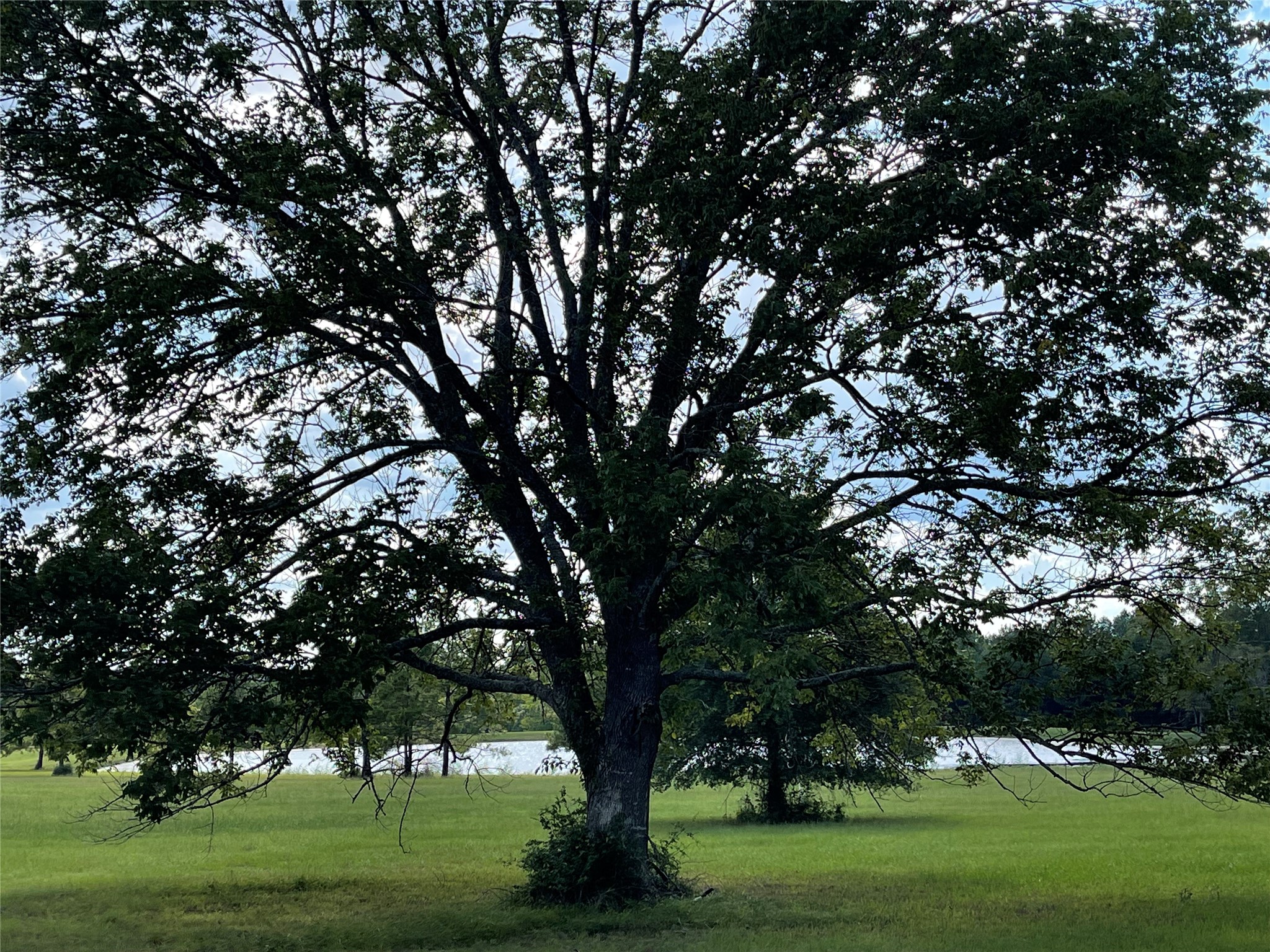 15699 Ridge Rock Road Willis, TX 77378 - Photo 16 of 19 a view of outdoor space with green field and trees