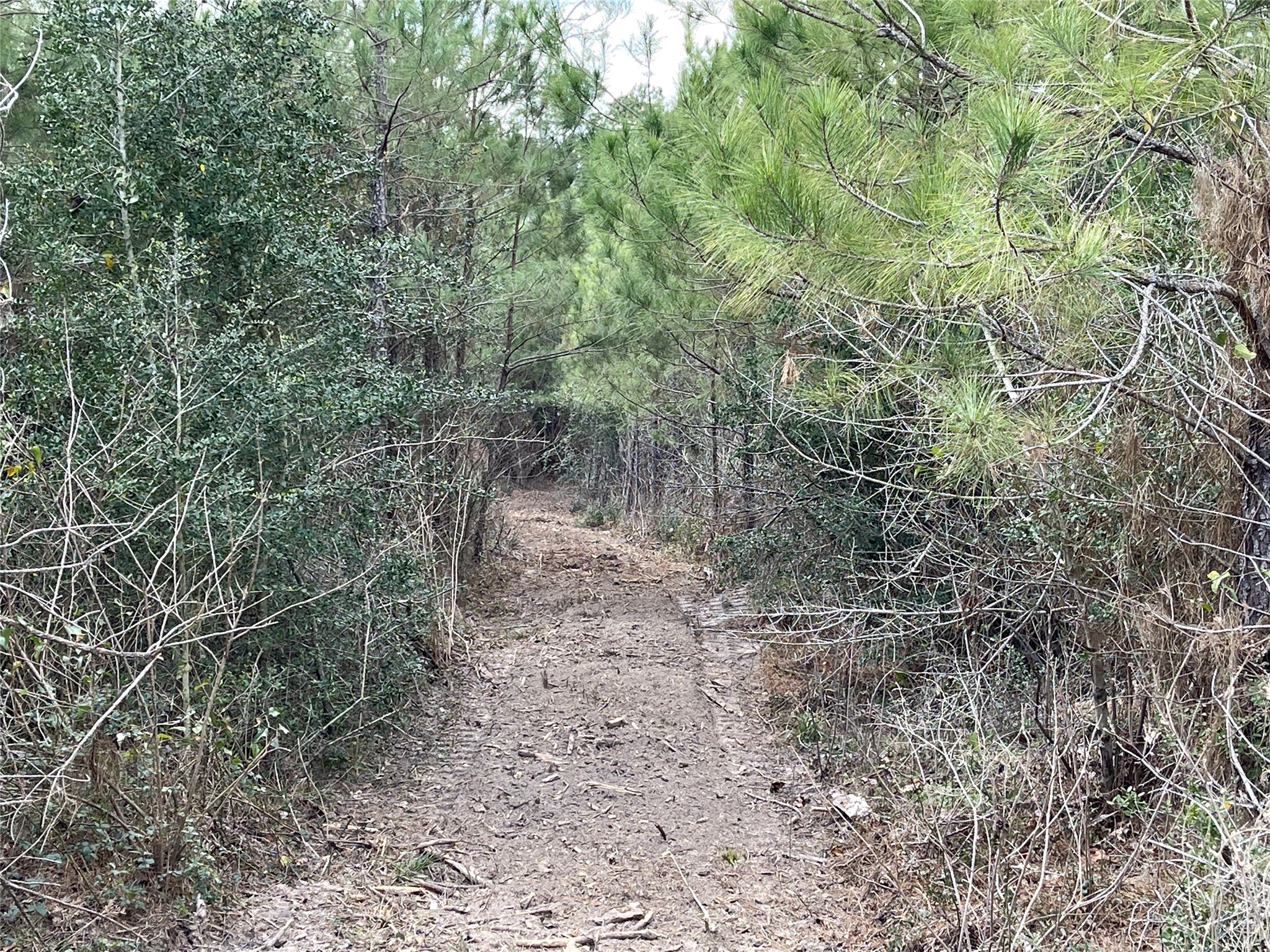 15699 Ridge Rock Road Willis, TX 77378 - Photo 4 of 19 a view of a forest with trees in the background
