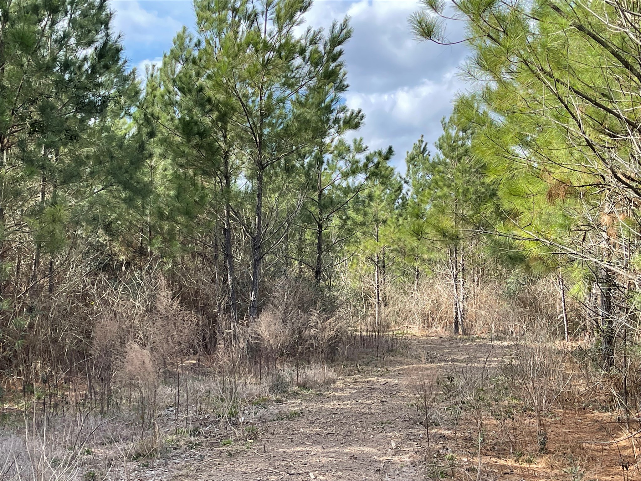 15699 Ridge Rock Road Willis, TX 77378 - Photo 6 of 19 a backyard of a house with lots of green space and fog