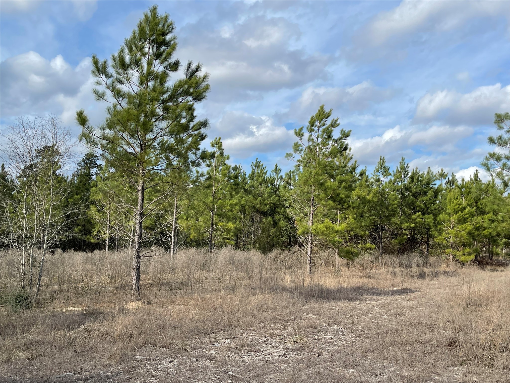 15699 Ridge Rock Road Willis, TX 77378 - Photo 7 of 19 a backyard of a house