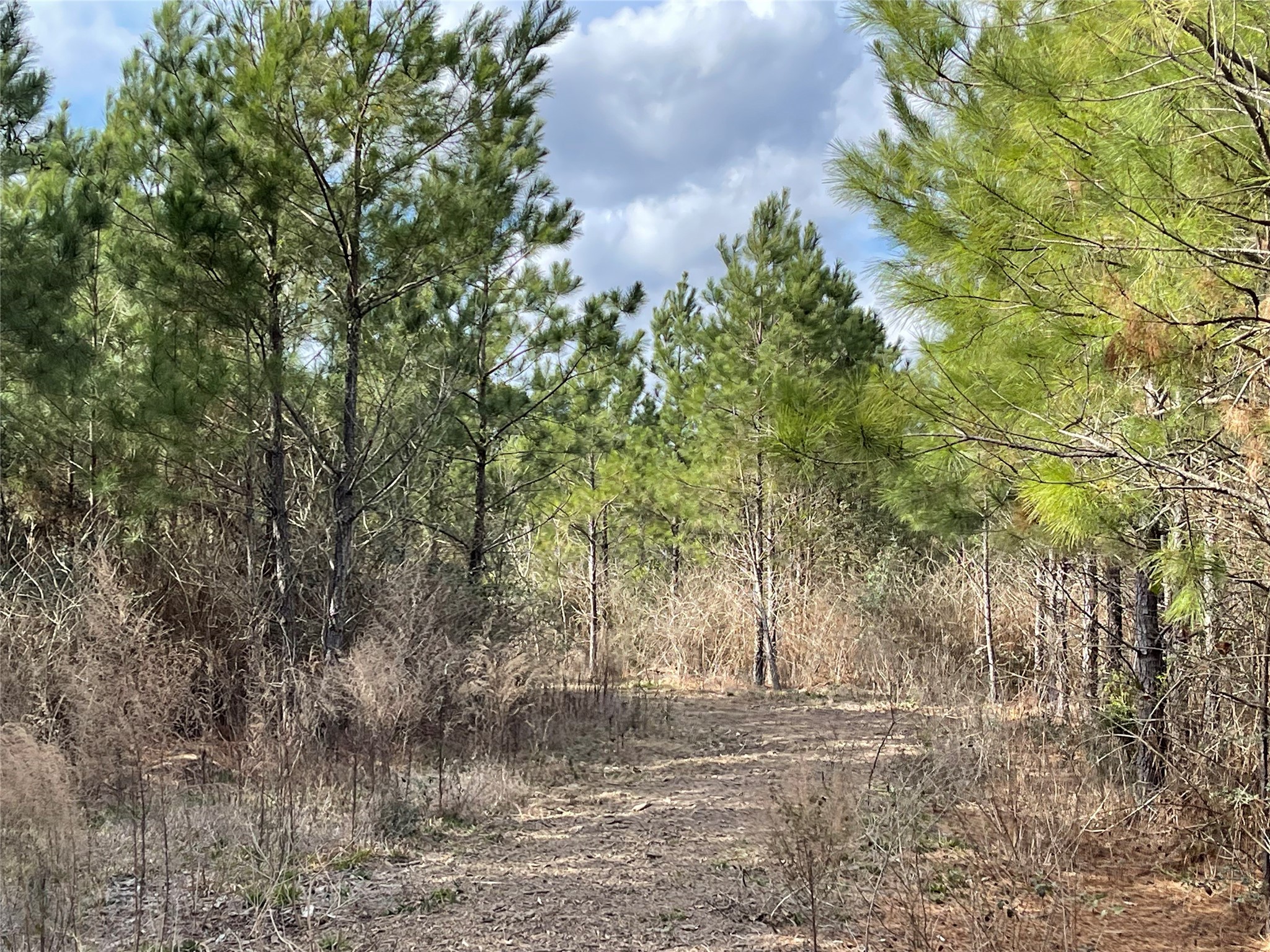 15699 Ridge Rock Road Willis, TX 77378 - Photo 8 of 19 a backyard of a house with lots of green space