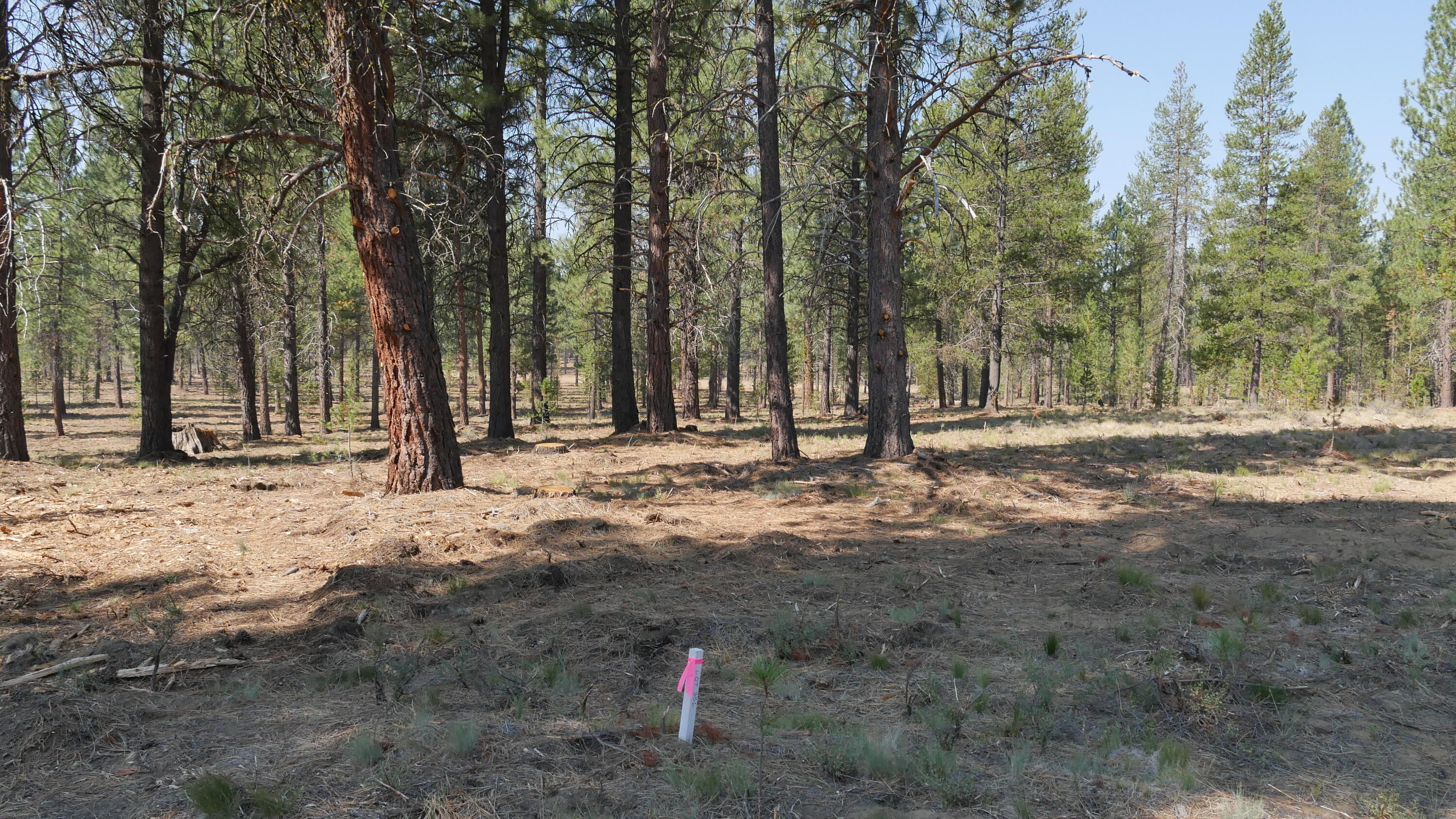 Lot 355 Mirror Rock Loop Bend, OR 97707 - Photo 4 of 27 1 - 355 left
