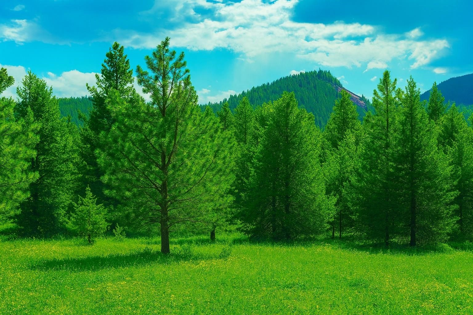 35-xx Mountainview Road Chewelah, WA 99109 - Photo 4 of 24