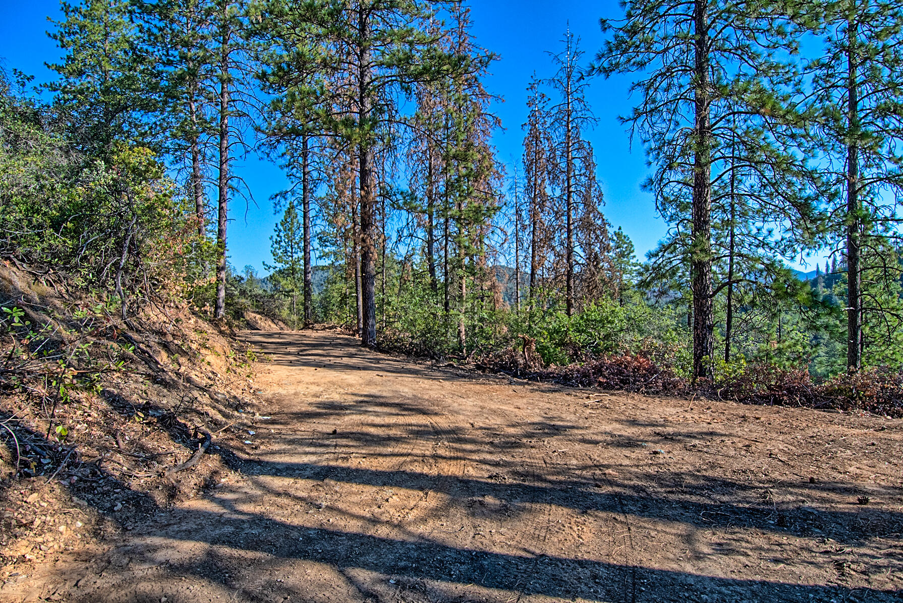 Walker Mine Road Redding, CA 96003 - Photo 17 of 38 a view of a yard with plants and trees