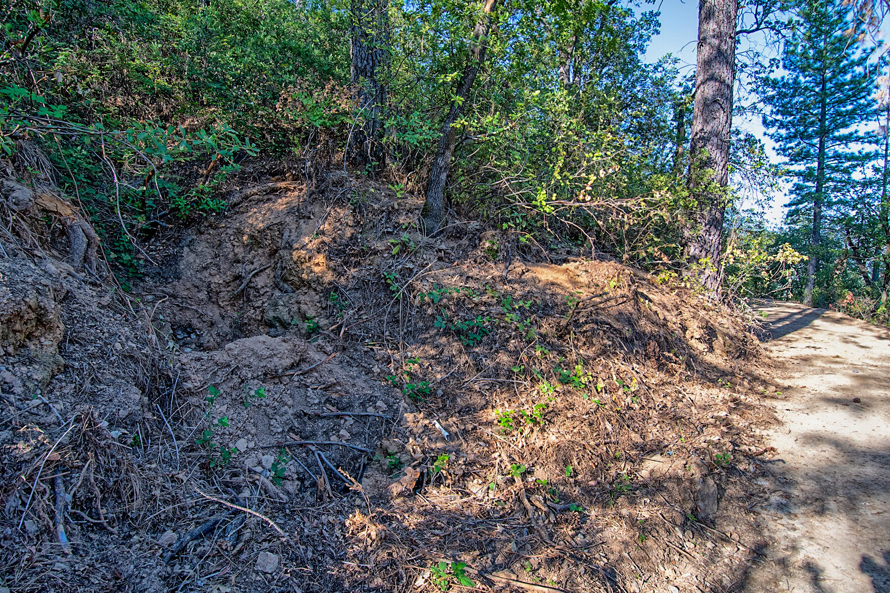 Walker Mine Road Redding, CA 96003 - Photo 6 of 38 a view of a yard with plants and trees