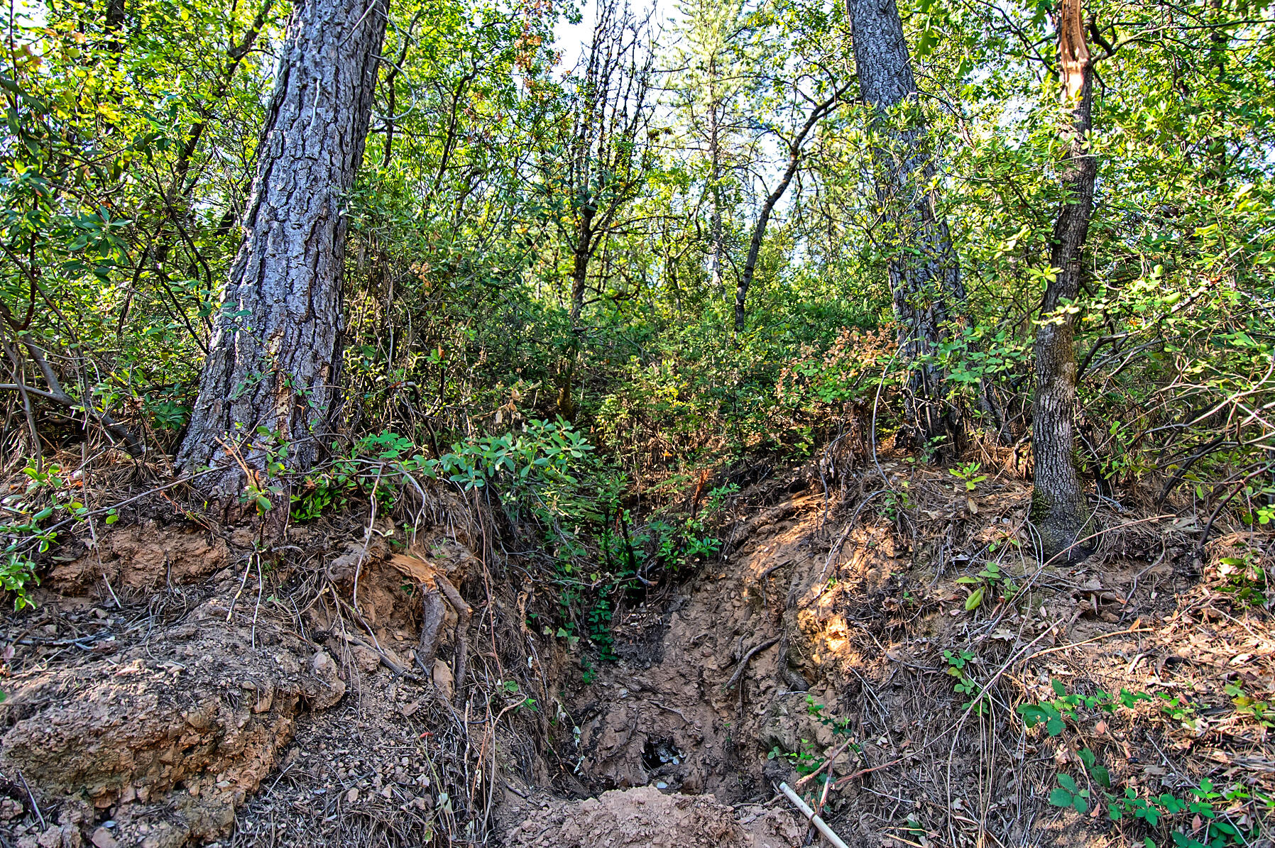 Walker Mine Road Redding, CA 96003 - Photo 7 of 38 a close up of a tree