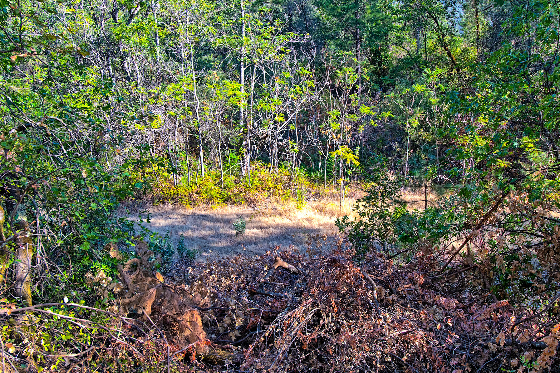 Walker Mine Road Redding, CA 96003 - Photo 8 of 38 a view of a yard with plants
