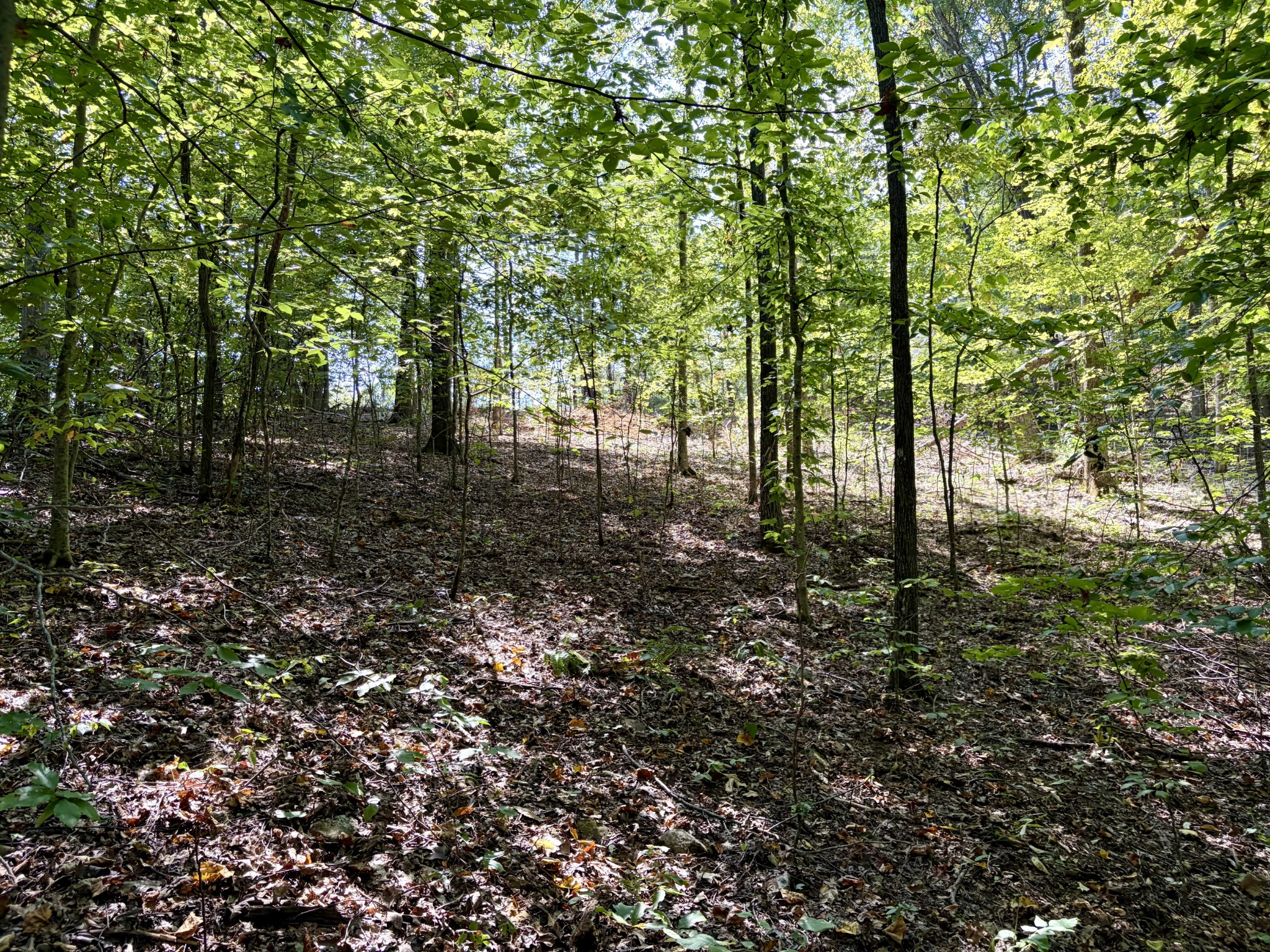 0 Mayes Road Kingston Springs, TN 37082 - Photo 21 of 30 Gallery Image 21