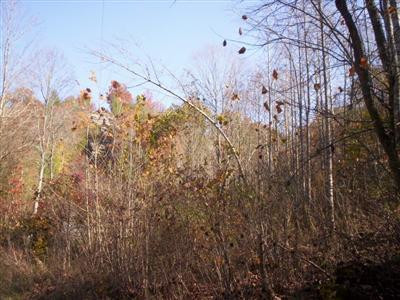 107 Willie Green Road London, KY 40741 - Photo 1 of 1 Photo 1