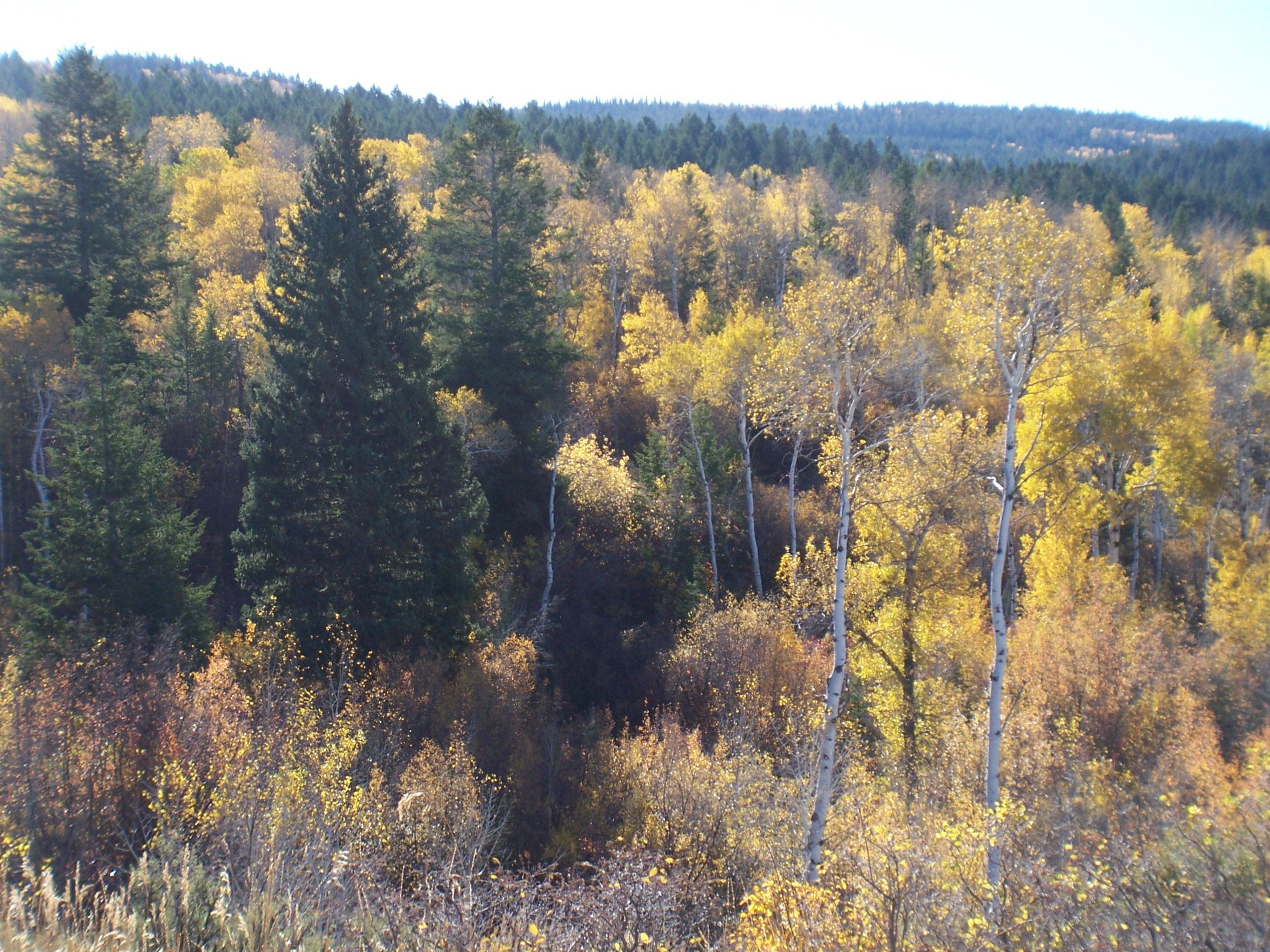 1780 East 5250 Street Victor, ID 83455 - Photo 22 of 36 Fall colors