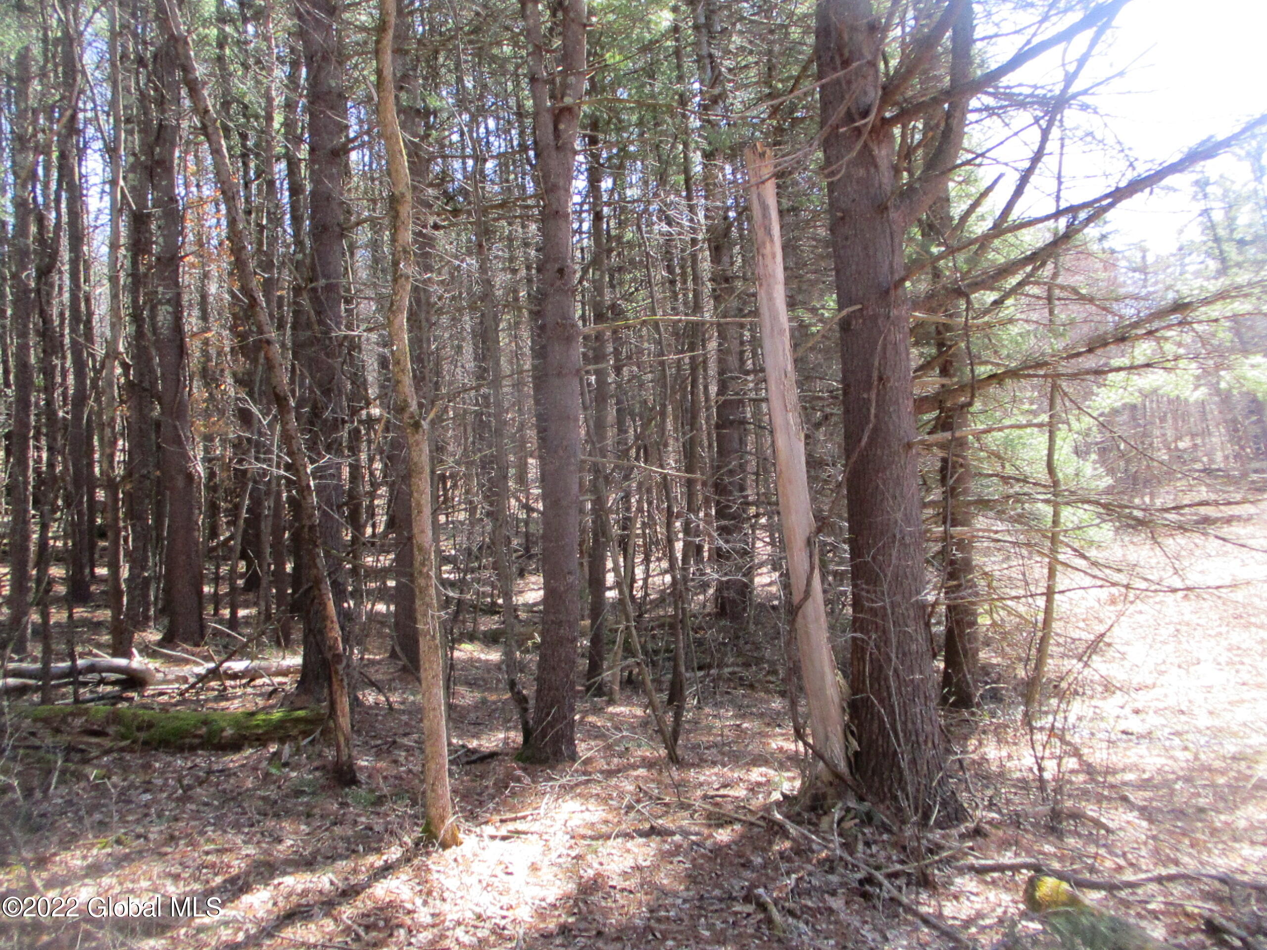 0 Fords Road Hoosick Falls, NY 12090 - Photo 16 of 57 16 Old Farm Woodlot