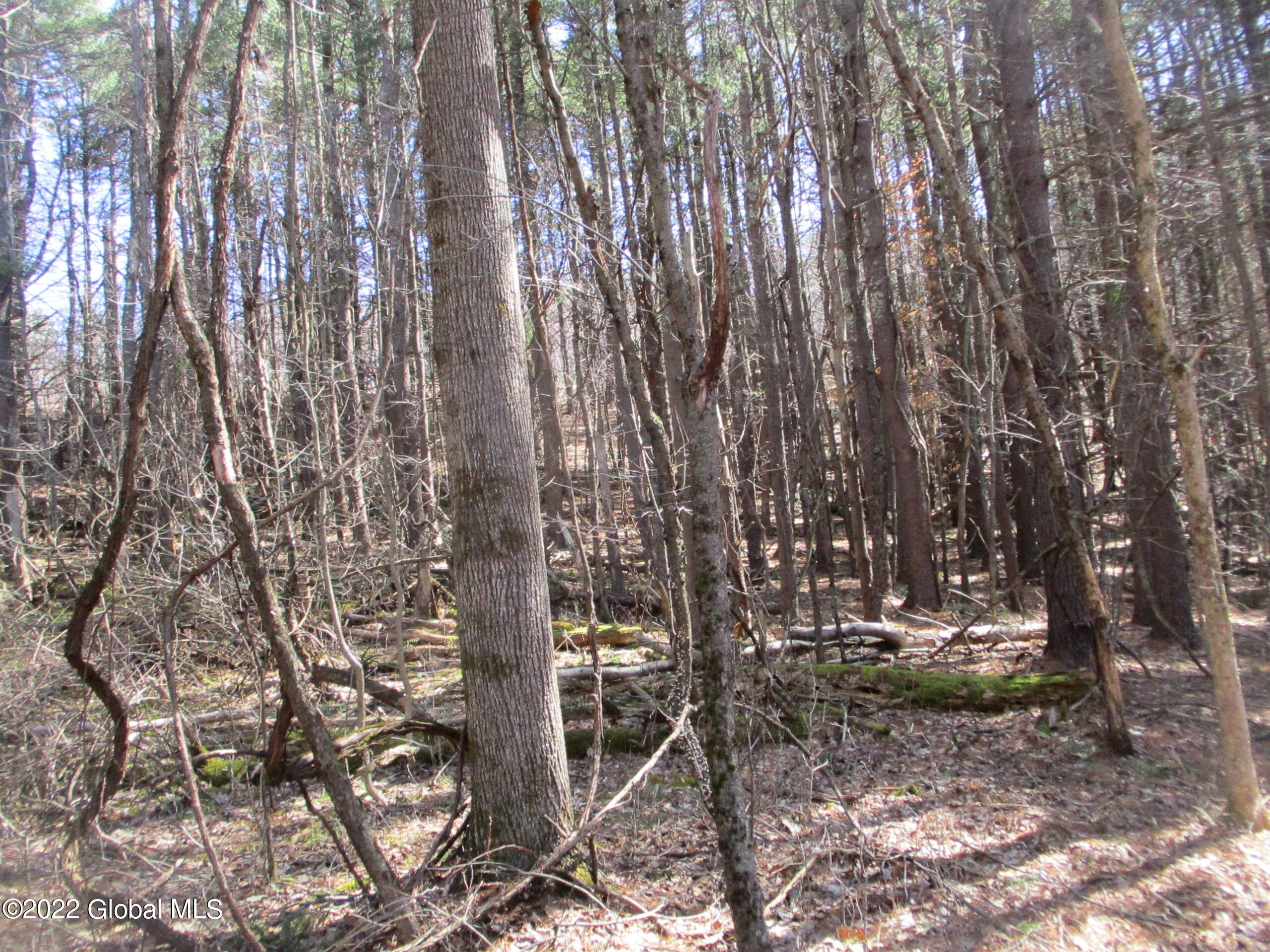 0 Fords Road Hoosick Falls, NY 12090 - Photo 17 of 57 17 Farm Woodlot