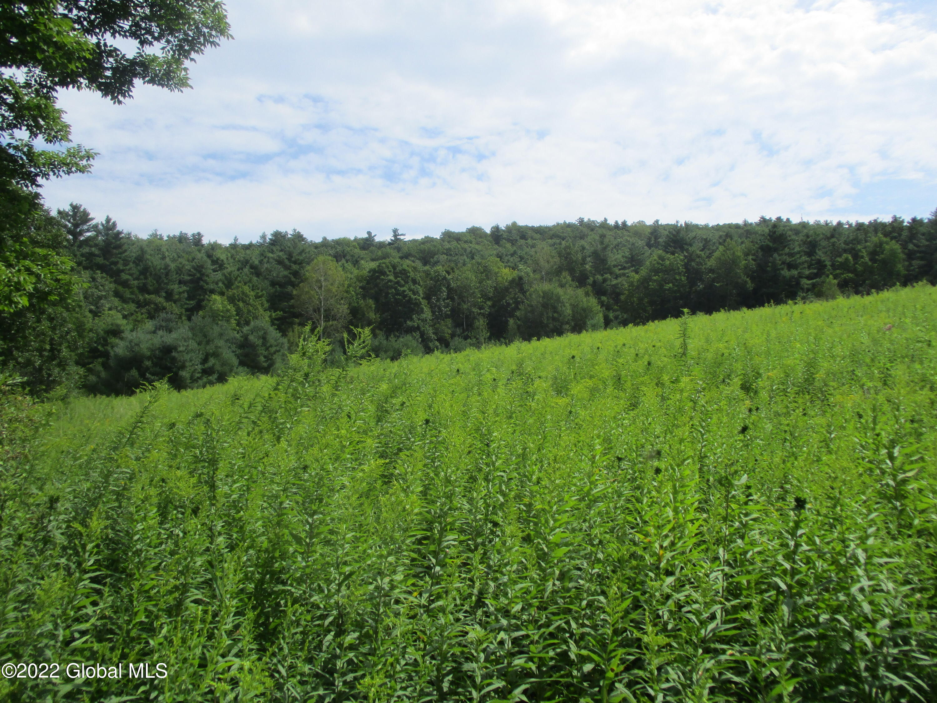 0 Fords Road Hoosick Falls, NY 12090 - Photo 19 of 57 19 Goldenrod