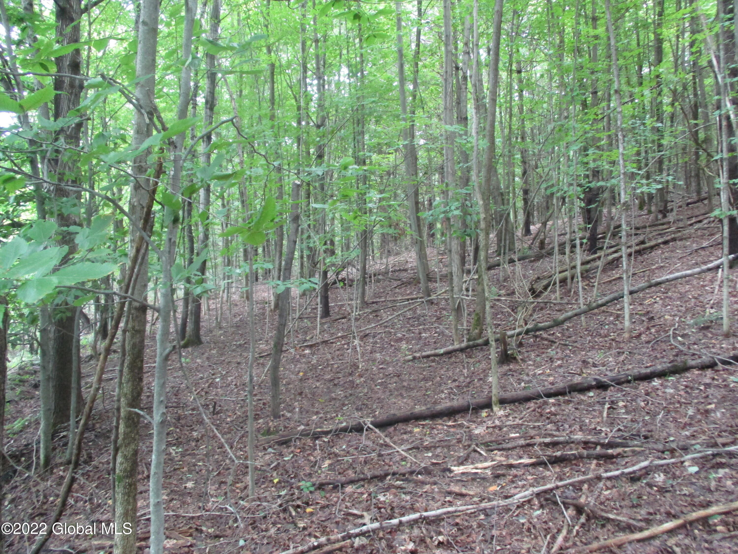 0 Fords Road Hoosick Falls, NY 12090 - Photo 20 of 57 20 Young Woodlot Cover