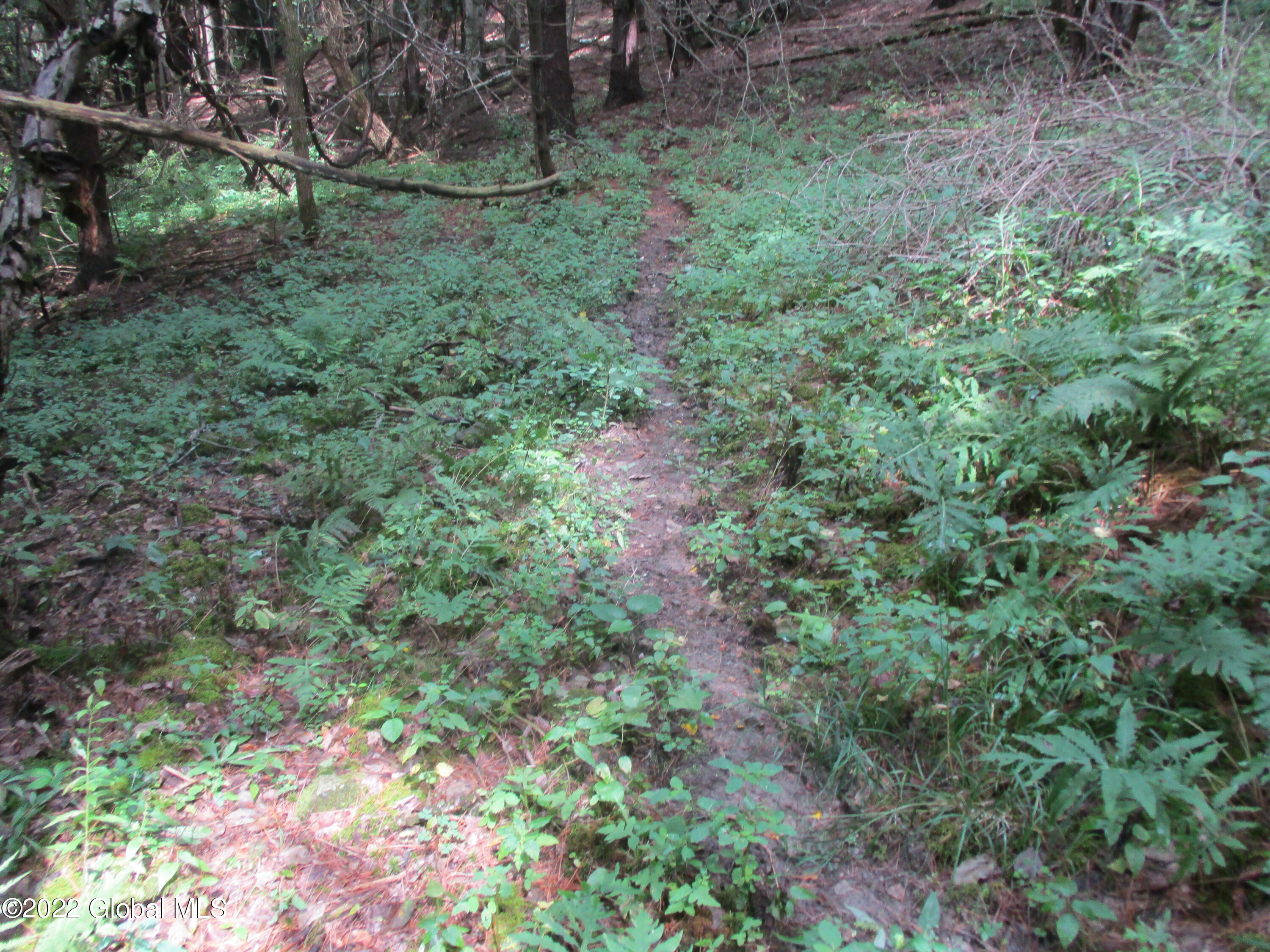 0 Fords Road Hoosick Falls, NY 12090 - Photo 22 of 57 22 Whitetail Herd Path