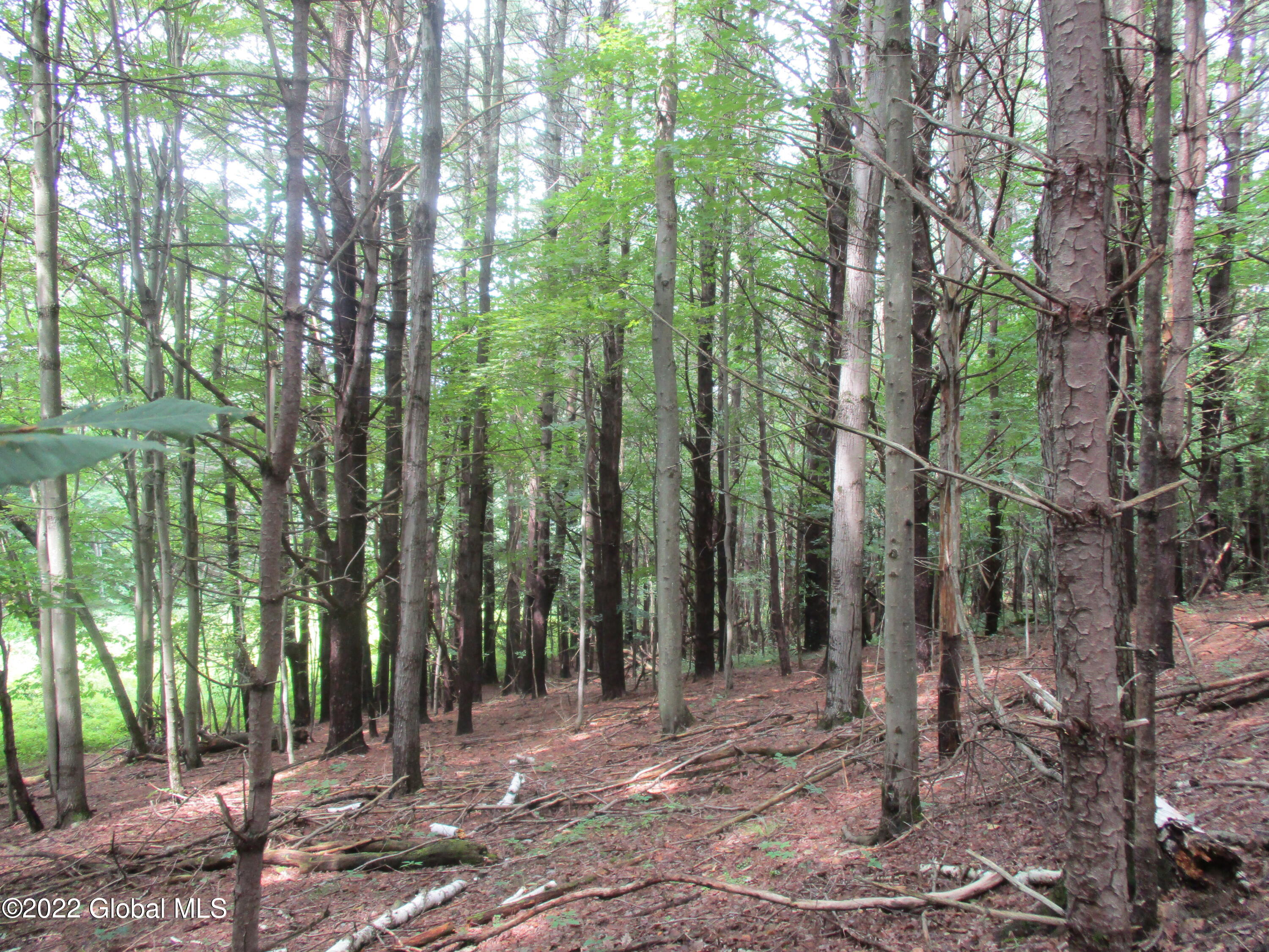 0 Fords Road Hoosick Falls, NY 12090 - Photo 23 of 57 23 White Pine