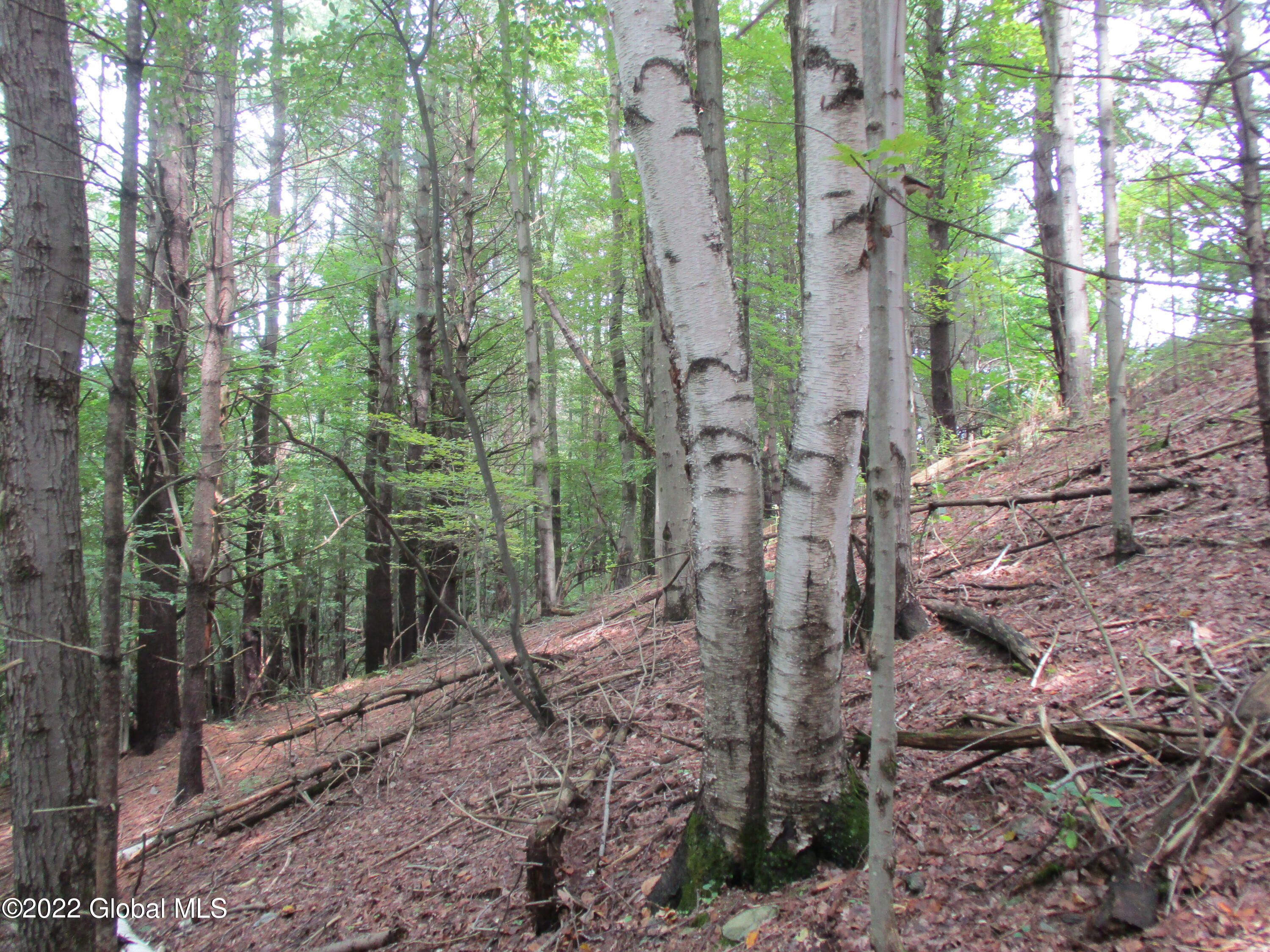 0 Fords Road Hoosick Falls, NY 12090 - Photo 24 of 57 24 Woodlot in Summer