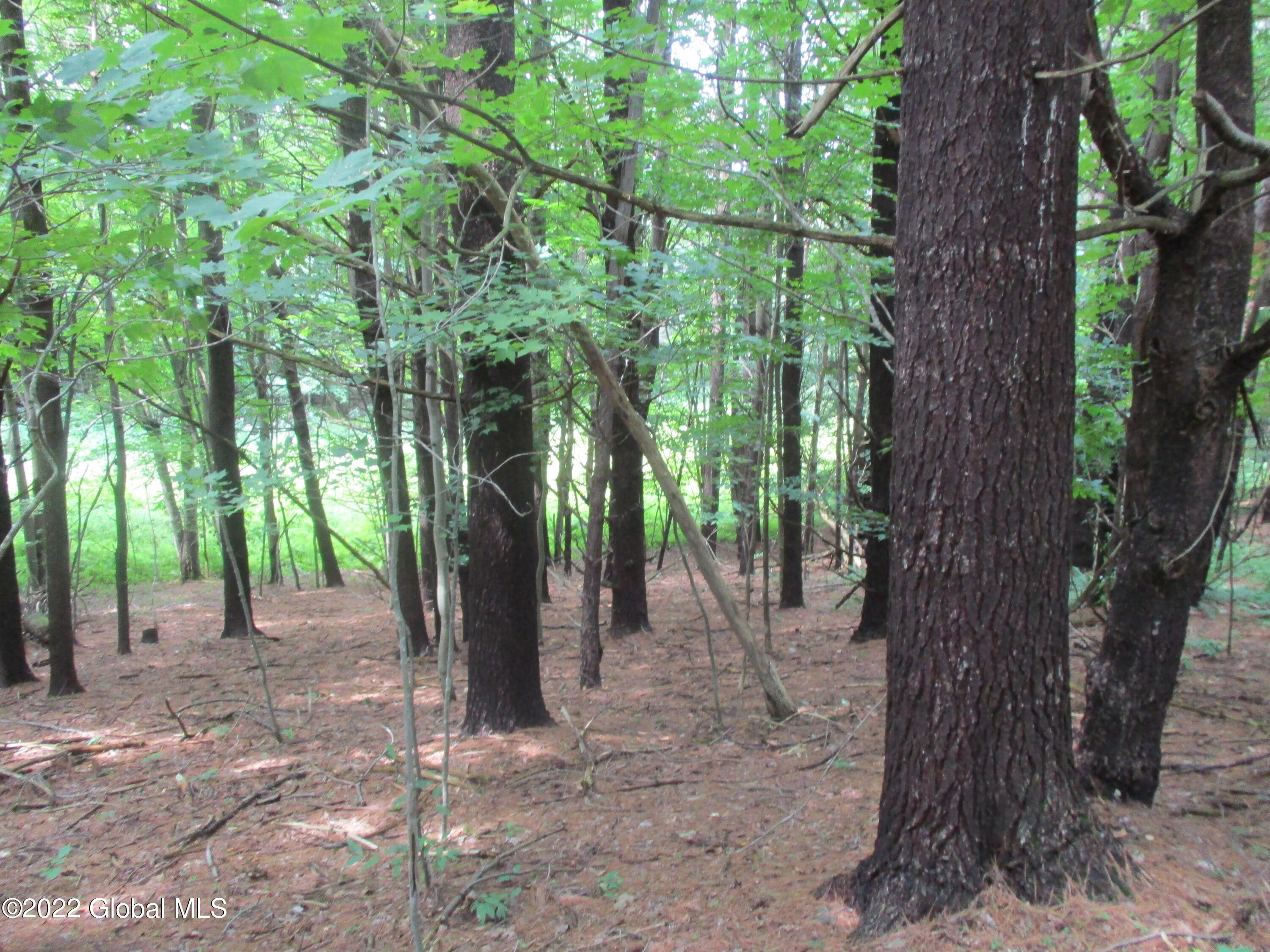0 Fords Road Hoosick Falls, NY 12090 - Photo 25 of 57 25 White Pine