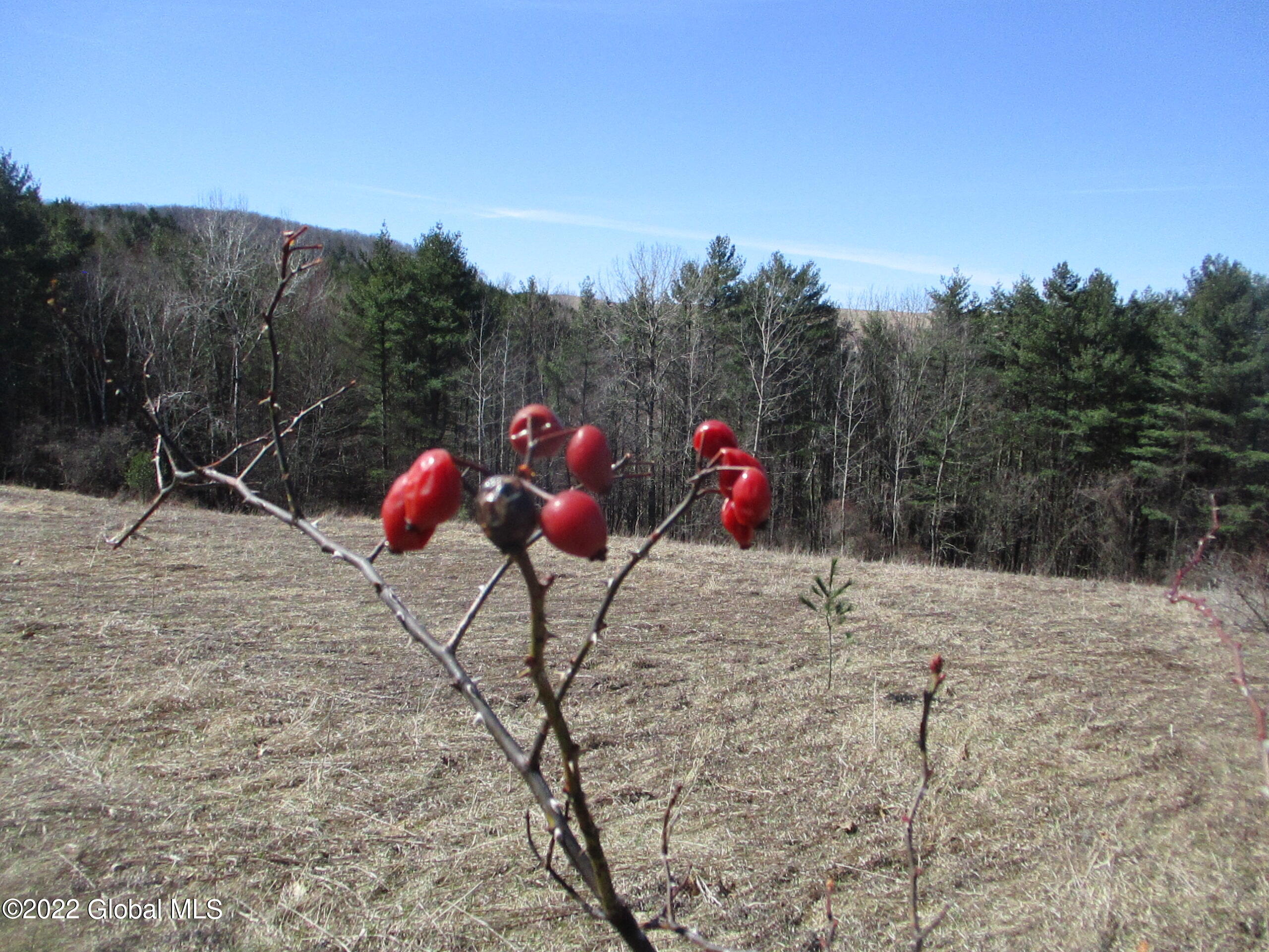 0 Fords Road Hoosick Falls, NY 12090 - Photo 31 of 57 31 Wild Rose Hips
