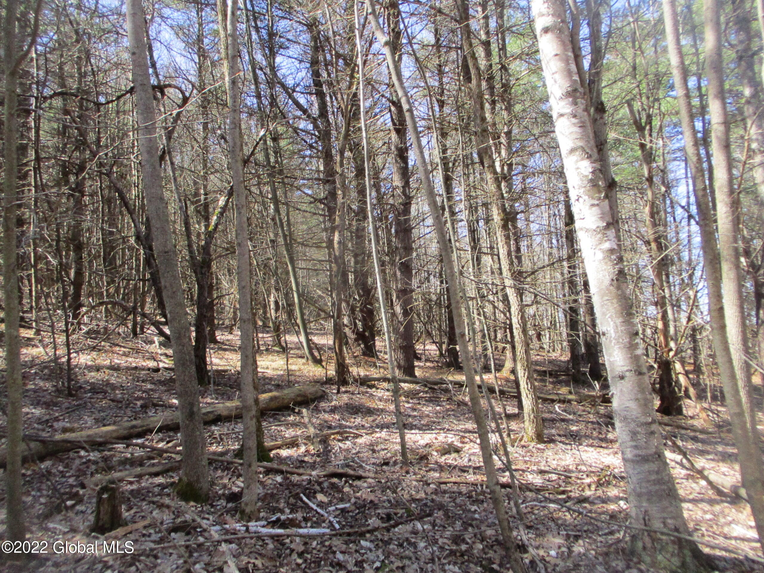 0 Fords Road Hoosick Falls, NY 12090 - Photo 48 of 57 48 Young Hardwoods and Field Pine