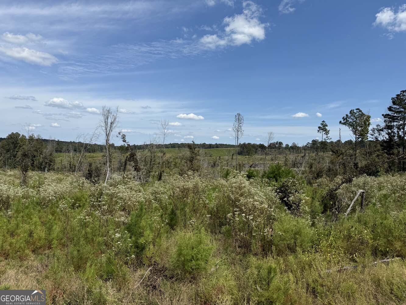 1490 Myricks Mill Road Jeffersonville, GA 31044 - Photo 7 of 14 a view of a big yard with lots of bushes