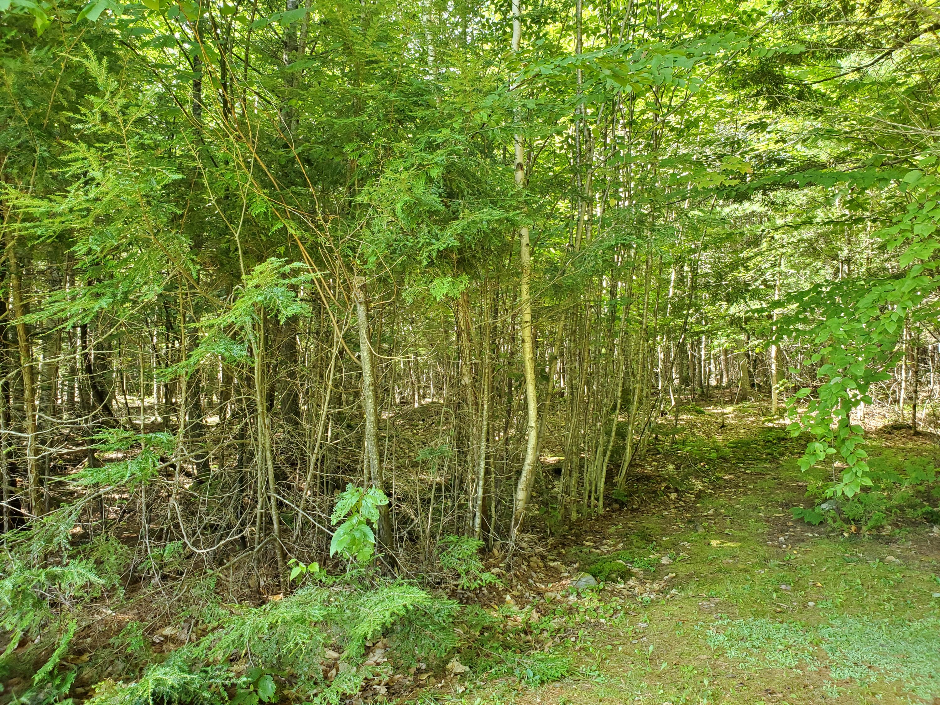 564 Corinna Center Road Corinna, ME 04928 - Photo 24 of 36 20190908_110850