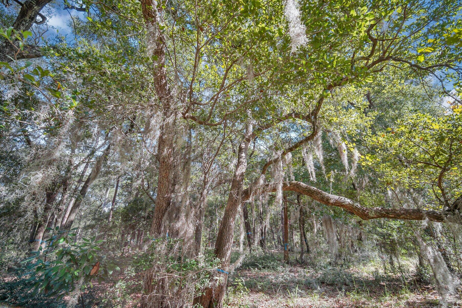 42 Cusabo Road St. Helena Island, SC 29920 - Photo 9 of 28 Ground Level View2