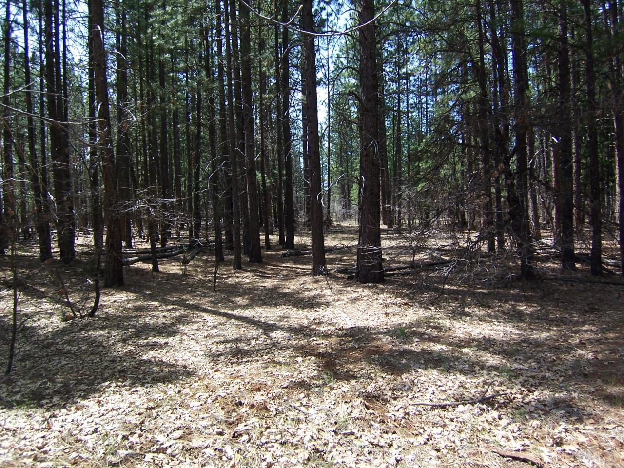 Lot 2 Old Brown Ranch Road McArthur, CA 96056 - Photo 2 of 6 2