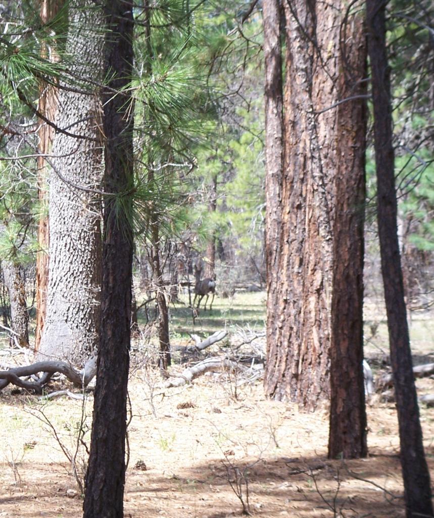 Lot 2 Old Brown Ranch Road McArthur, CA 96056 - Photo 5 of 6 Deer