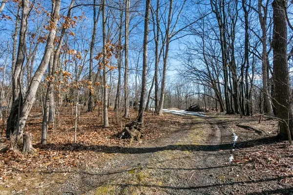 a view of a yard with trees