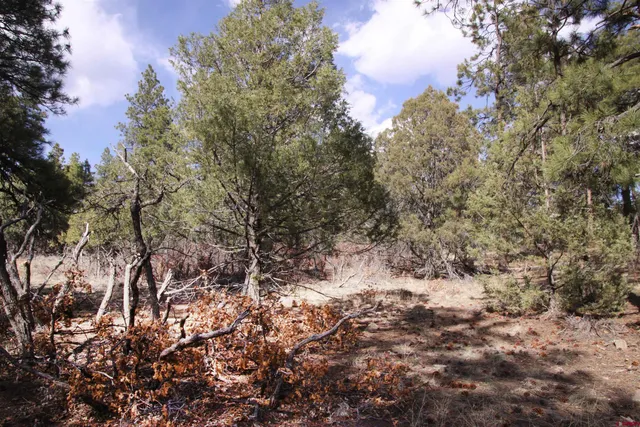 a view of a forest with trees in the background