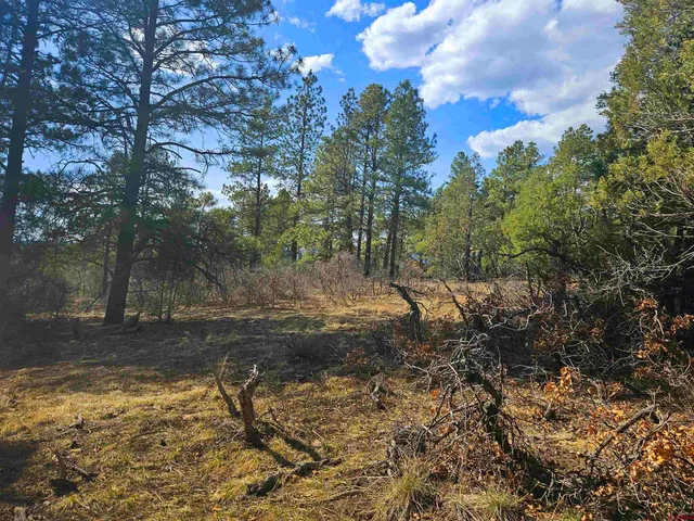 a view of a yard with a tree