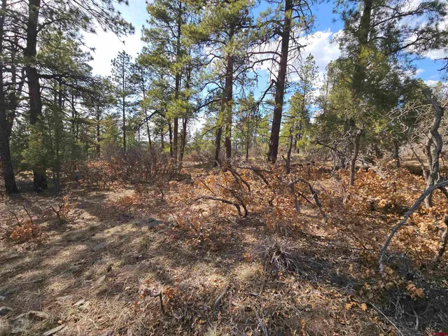 a view of a yard with a tree