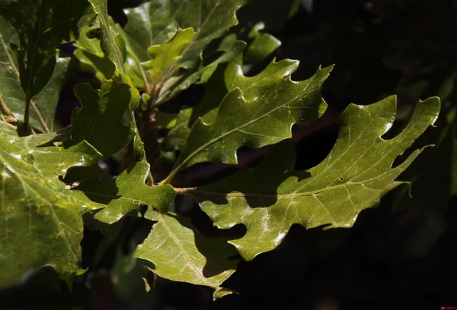 a view of a flower in a garden