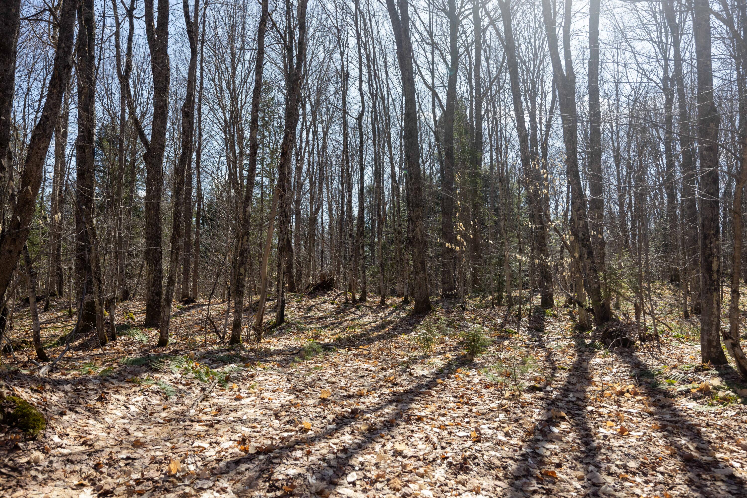0 Old Grade Road Newberry, MI 49868 - Photo 13 of 31 Gallery Image 13