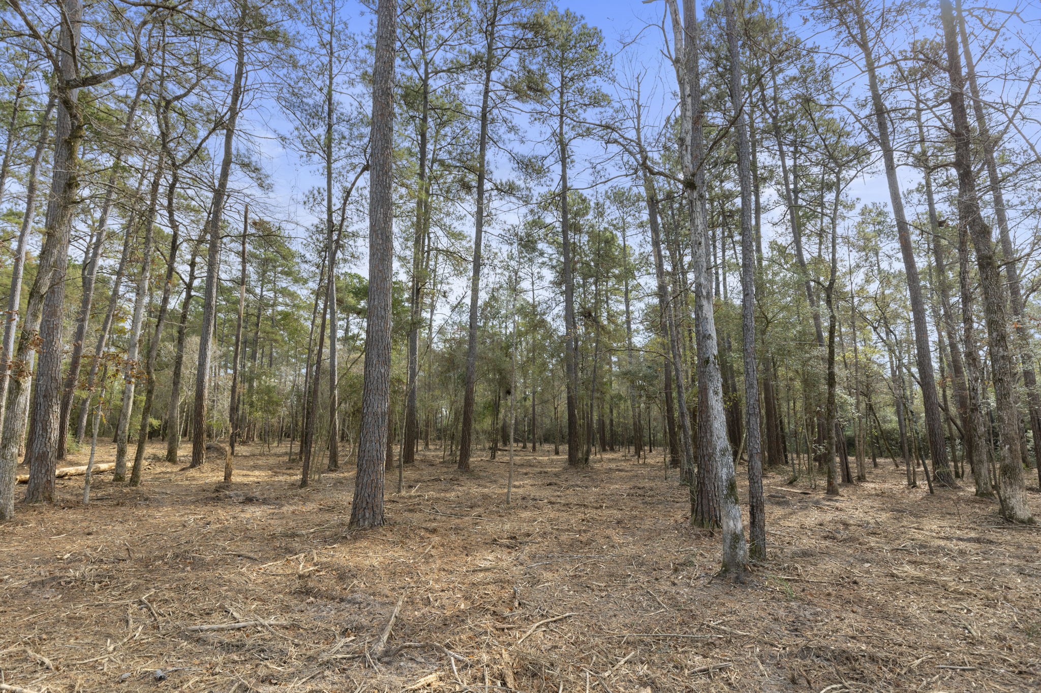 15880 Four Hls Road Willis, TX 77378 - Photo 2 of 25 Underbrush is already cleared.