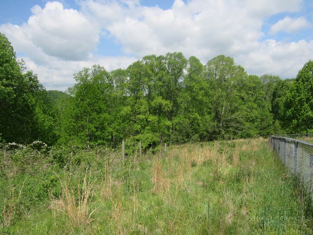 805 Ed Little Road Warrensville, NC 28693 - Photo 22 of 49 a view of a lake in middle of forest
