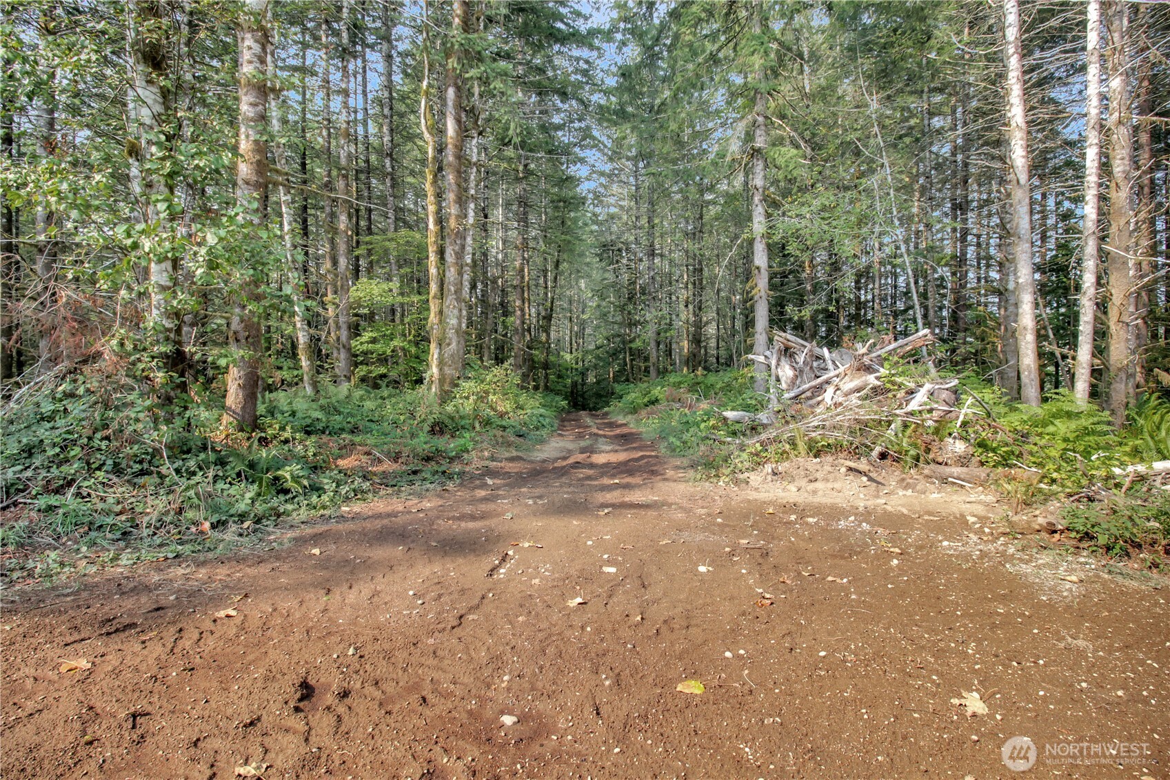 36817 State Rte 530 Northeast Arlington, WA 98223 - Photo 35 of 40 a view of a forest with trees in the background