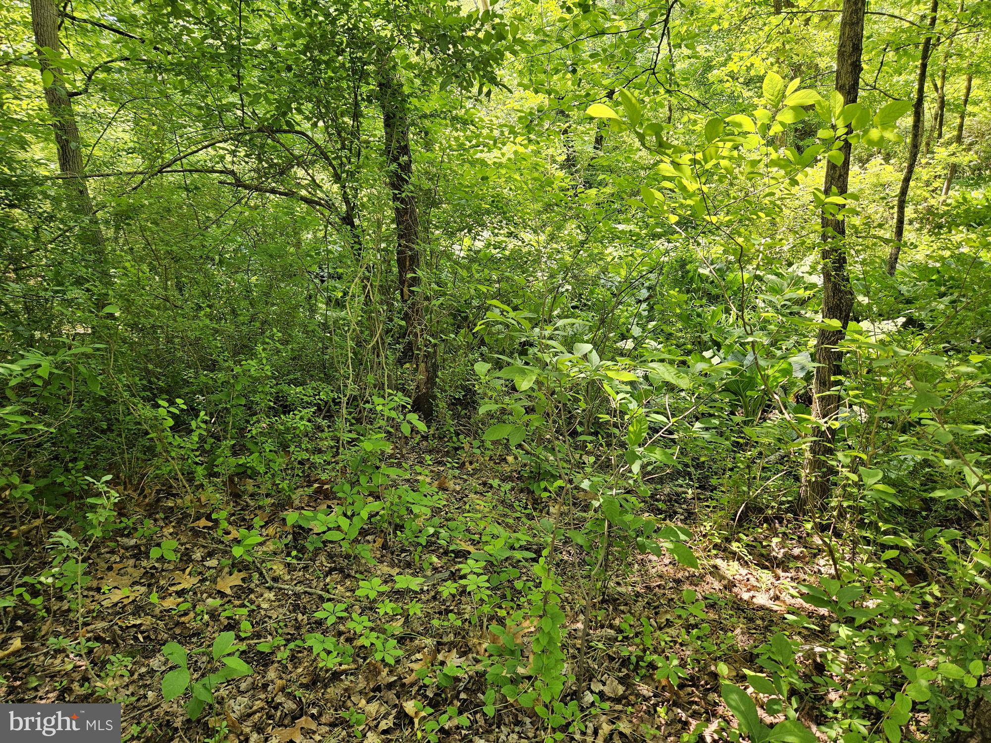 0 Sandy Run Road Yardley, PA 19067 - Photo 2 of 4 a view of a lush green forest