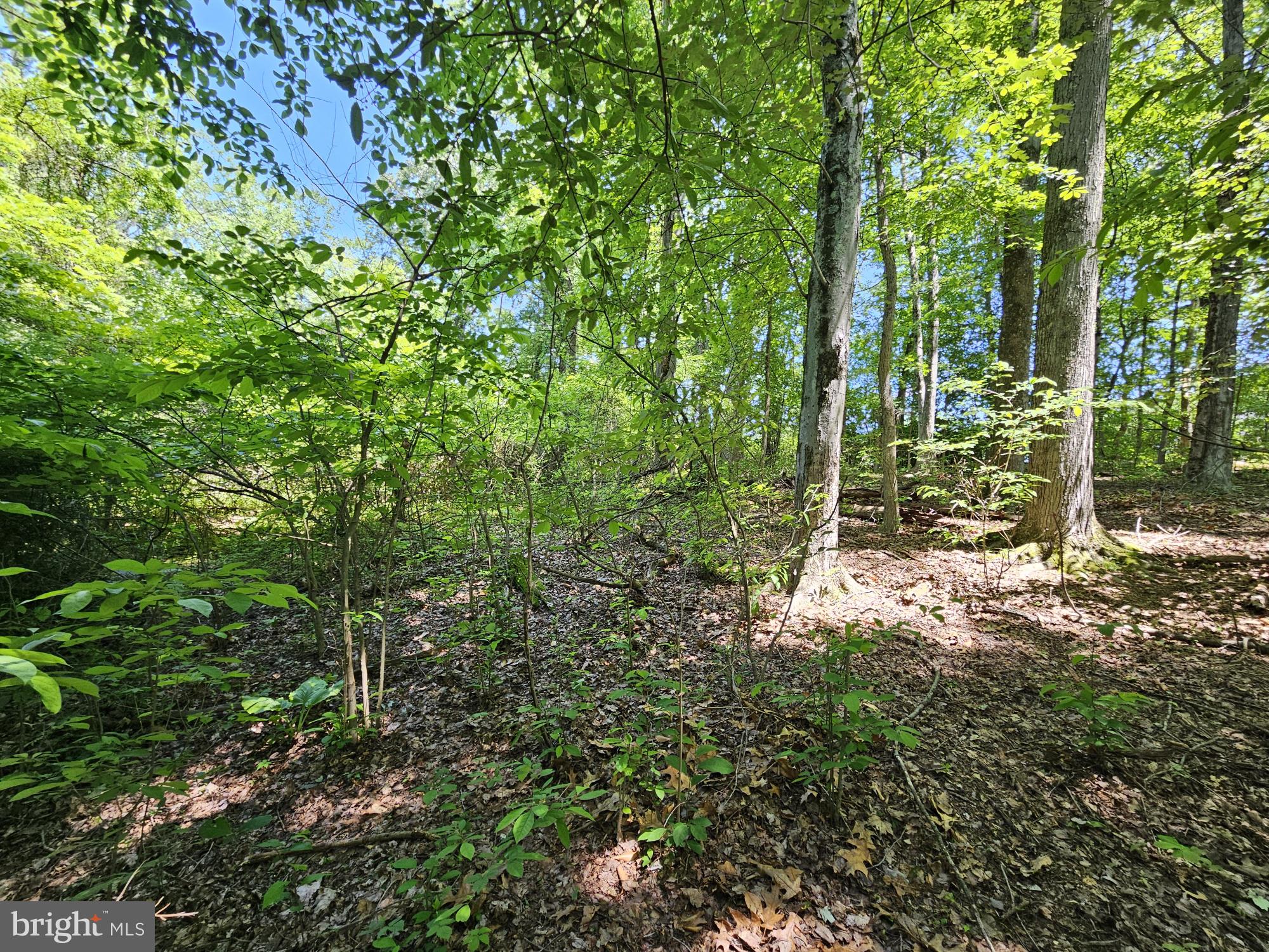 0 Sandy Run Road Yardley, PA 19067 - Photo 3 of 4 a view of forest