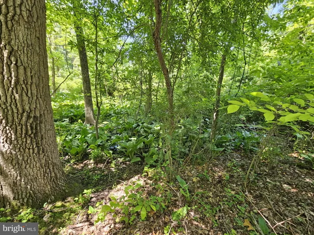 a view of a lush green forest